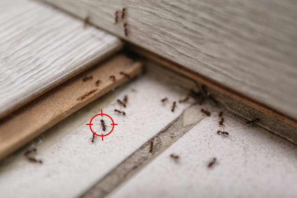 Best Emergency Pest Control  in Munsons Corners, NY
